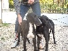  - 22/11/2012 - 3 petits mâles Greyhound