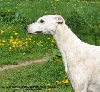  - 08/07/2012 Greyhound adulte à adopter