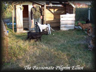 Elliot The Passionate Pilgrim
